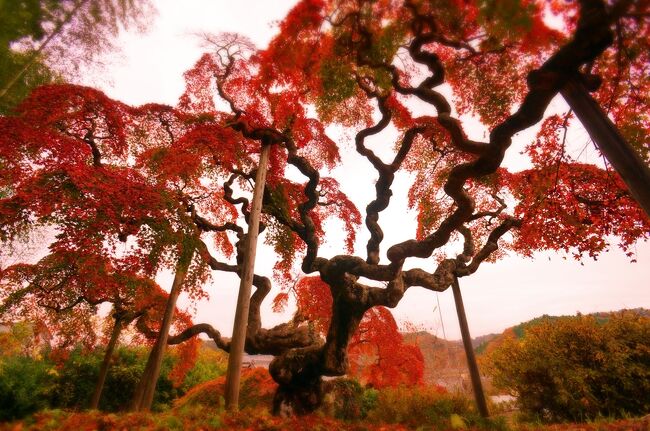 今にしてみれば、この旅が2020年最後の旅になった。<br />おりしもGotoトラベルが急遽停止となるその前にすべりこみで宿を確保。<br /><br />いわき出張にかこつけて、ずうっと見たい・観たいと思っていた<br />「中釜戸の枝垂れモミジ」の紅葉をベストタイミングで堪能しました！<br /><br />さらに、ＮＨＫ大河ドラマの題字を手掛けた「金澤翔子美術館」へ。<br />その圧倒的な迫力の書作品を目にして感動！<br /><br />いわきの定宿「ときわの宿　浜とく」にてGotoトラベルに乗じて特別室<br />での１泊をレポートいたします！