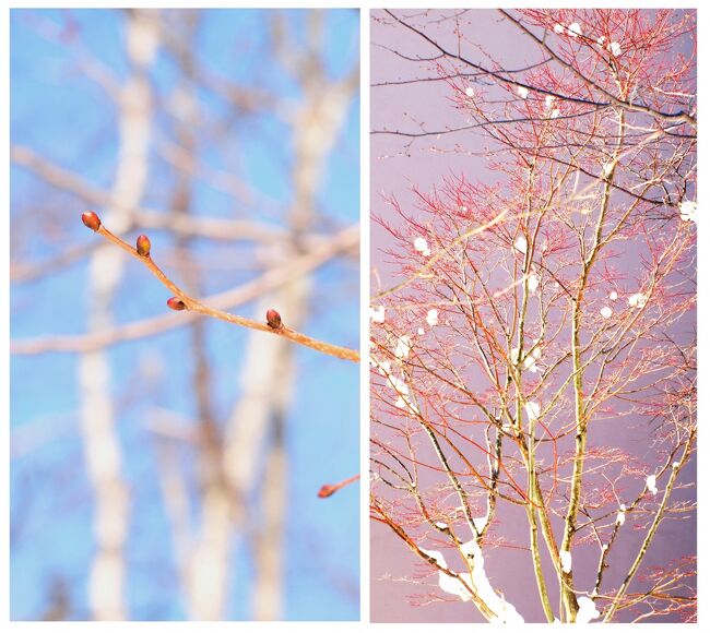 またまた暇つぶしの投稿です♪<br />北海道の冬ならではの、寒さが作り出す自然の造形を見るのはとてもワクワクして楽しいものです。<br />心躍る思いで雪原を歩き回った楽しい思い出を振り返ってみました。<br /><br />　　　　　　　　　　　　　　　　（２０２１．１．２７記）<br /><br />表紙：極寒に耐えて芽吹の春に備える冬芽<br /><br />