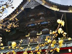 「雷電神社」のロウバイ_2021_咲き始め、見頃間近です。（群馬県・板倉町）