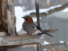 冬の野鳥