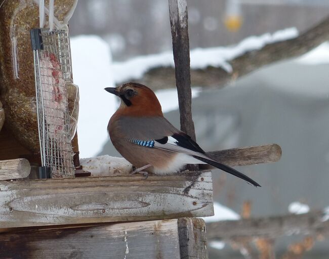 After ski is birds watching.