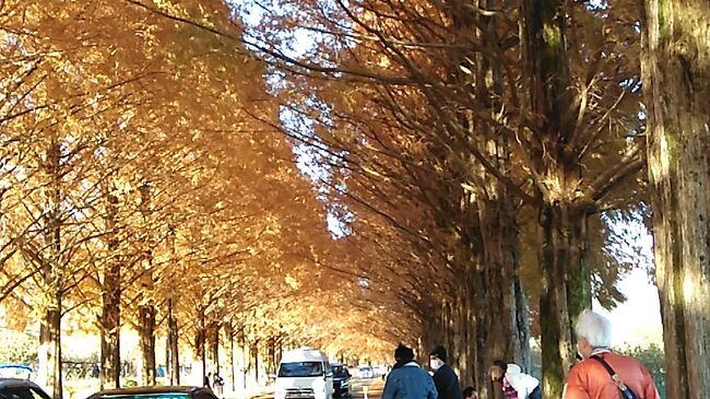 滋賀のマキノにあるメタセコイア、紅葉がきれいらしい。自宅からは車で一時間。<br />見に行ってきました。