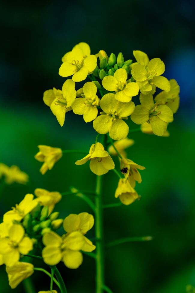 　歴史博物館のある風土記の丘、卑弥呼の墓とされる赤塚古墳の前に菜の花が早く咲いていました。