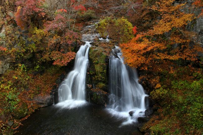 ☆福島県内の紅葉狩り第4弾は羽鳥湖高原の明神滝へ。<br /><br />羽鳥湖高原の明神滝は我が旅行記では定番中の定番ですが<br />やはり1年で一番美しい紅葉時を外すわけにはいきません。<br />我が家から車で４０分ってこともあり<br />比較的気軽に行けるのが有難いことですが<br />九十九折の鳳坂峠(標高８２５ｍ)を越えるのが少し難点です。<br /><br />でも村を東西に分けていた分水嶺の鳳坂峠は<br />現在トンネル工事中で２０２１/１/６現在、延長２５３８ｍのうち<br />１９２９ｍまで掘り進み２０２１年の6月貫通予定で<br />２０２２年の開通を目指しています。<br />当初の計画よりはかなり遅れていますが、<br />開通すればようやく村が一つになり私の羽鳥湖高原通いも<br />１０分程の時短になります。<br />それも有難いですがそれ以上に積雪期の峠越えが楽になるので<br />雪景色が手軽に楽しめるようになるのが嬉しいことです。<br /><br />