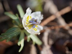 20210131-1 京都 水仙の季節かなと府立植物園に行ってみますと、素敵な節分草とか素心蝋梅とかに逢えました