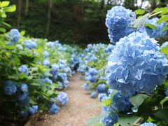 古関裕而まちなか青春館・エール展・土合舘公園のあじさい・御倉邸