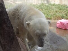 上野不忍池　蓮と上野動物園　パンダ（シャンシャン）