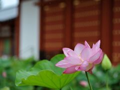 蓮の花咲く青紅葉の奈良～ロータスロード、雨の明日香村、吉野山の青紅葉～