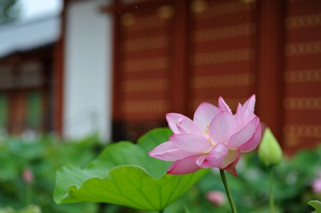 蓮の花咲く青紅葉の奈良 ロータスロード 雨の明日香村 吉野山の青紅葉 奈良県の旅行記 ブログ By はちのすけさん フォートラベル