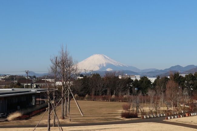 以前、花菜ガーデンへ出かけてとてもお花がきれいでしたので<br />今回もまた出かけてきました。<br />今の季節は、蠟梅、マンサク、菜の花、梅、ビオラ、パンジーなどが<br />きれいです。<br />冬の富士山もきれいです。<br />駐車場は広く1日500円です。<br />近くにJAのあさつゆ広場がありお野菜などの販売をしています。<br />ランチは平塚にあるちくぜんさんへ。<br />おうどんの美味しいお店です。<br />その後、中井中央公園へ出かけてみました。<br />
