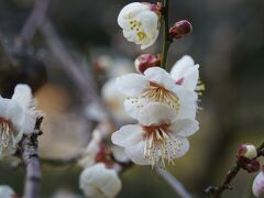 20210201-1 京都 平安神宮の白梅が見頃ってぇ情報がありましたので…と、大安本店の節分沢庵