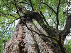 屋久島の旅：後編