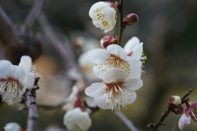 晴れ後雨な予報なんで、どないしようかなと詳細見てみたところ、午前中は降らない感じかな?んじゃ、お出かけ。<br /><br />観光案内所のHPとか神宮のHPとかで、梅が咲きましたってんで、平安神宮の神苑まで。