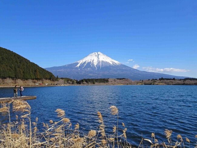 前回お届けした「雪の少ない富士山」に続いて、再び同じような所用で御殿場へ出掛けた翌日に、前週の低気圧通過の際にやっと真っ白に変身した富士山を見に脚を伸ばしました。　富士山の東側や南側、つまり御殿場、箱根、伊豆半島、へは何度も出掛けていますので、この１０年以上出掛けていない西側からの富士を眺めることにします。　<br />所用のあと前回と同じように沼津に宿をとりましたが、「富士山を眺める」のが目的ですので曇っていたり晴天でも富士山が隠れていたりの場合は真っ直ぐ帰ってしまうことも当日の行動プランの中には入っています。　果たして、朝起きてみると絶好の好天。　雲に隠れてしまう前にと、朝食もそこそこに車を走らせました。　最初の目的地は「三保の松原」。　過去に三保へ出掛けたことはありますが駿河湾越しに富士を眺めたことがありません。　しかも冬の空気の澄んだ時でないとくっきりとした富士は望めません。　消波ブロック工事のクレーン船は邪魔でしたがお陰様で真っ白な富士山を拝めました。　ついでにと、とって返して富士山西側の田貫湖周辺へ寄ってから帰京することとしましたが、時間が経って陽が昇っても雲一つ無く快晴の空とくっきりと見える富士は全く変わりません。　欲を出してそのまま富士山を時計回りに１周してしまいました。　３時を過ぎ陽が西に傾いても空に雲は現れず富士山は丸１日中くっきり。　こんな日もあるのですね。　コロナ禍で行動の自粛も要請されていますので、所用のついでとはいえ廻り道も批判の対象となりますので言い訳的にはなりますが、行く先々で写真撮影以外は全く車から降りることはせず、朝のホテル前のコンビニでコーヒーとおにぎりを買った以外は全く何処へも立ち寄らず。　お陰で道が空いていたこともあり、早廻り記録的な所要時間で富士山一周達成にもなりました。