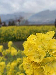 ２０２１年１月　「第一なぎさ公園」の菜の花畑で一足早く春を感じて♪「琵琶湖大橋」も渡って久々のＭＴＢを満喫～