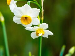 白野江植物公園　2021