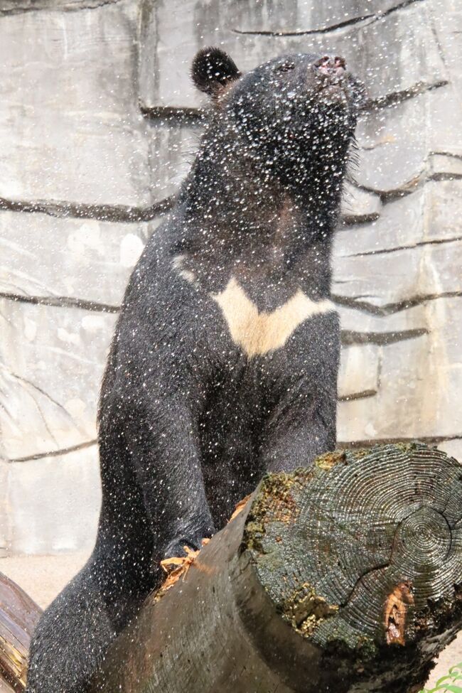 富山ファミリーパーク（略して「富山ファミパ」）は動物園としては規模は大きくないですが、はじめて訪れた前回2019年12月は冬の短縮営業期間中ということもあり、いろいろと回りきれませんでした！<br />今回は９時から16時半までという通常営業だったので、前よりも回れたと思いますが、見逃した動物たちもけっこういます。<br />やはり２度目以降になると、園内をまんべんなく回ろうとするより、お気に入りの動物や良いシーンに立ち会えた動物たちはゆっくり時間をかけたりなど、対象をしぼって見学しがちということもあります。<br />それに、2020年９月のこの日は、まだレッサーパンダの双子の子供たちは他園にお婿に行く前で同居していて、子供たちの成長ぶりを見るのが第１目的でした。<br />それから、富山ファミパは、嬉しいことに動物たちの「ごっくんタイム」という飼育員さんによる差入れ＆トークの定例イベントや、その他のイベントが豊富です。<br />特にレッサーパンダの「ごっくんタイム」は一番楽しみにしていました！<br /><br />そんなわけで、レッサーパンダの写真は前編の旅行記「長距離ドライブで北陸信州レッサーパンダ遠征（５）富山ファミリーパーク（前編）レッサーパンダ特集：ハナちゃん・あんこちゃん・仲良し令和兄弟」にまとめました。<br />https://4travel.jp/travelogue/11675298<br />後編のこの旅行記は、レッサーパンダ以外の動物でまとめました。<br /><br />今回は、見逃してしまったのは、アムールトラたちです。<br />2020年３月から長距離ドライブも増やし、富山ファミパも車で行ってみたくなったため、バス停に近い東口ではなく、駐車場から近いヤマネコ口から入園したためです。<br />東口前には閉園間際に回ったため、アムールトラたちはもうお部屋に帰った後でした。<br />それから今回は、はじめて走った郷土動物館ですが、時間がなくてざっとしか回れませんでしたが、民話などにもからめた動物の紹介は、とても面白そうで、もっと時間をかけたかったです。<br /><br />とはいえ、ツキノワグマは３回、見に行きました。<br />暑さで夏バテしないようにと、14時からシャワータイムがあったからです。そもそも１回目に見に行った時、寝ていたため、動いているマーくんの姿が見たかったのです。<br />14時30分からは、１番お楽しみレッサーパンダの「ごっくんタイム」があったので、離れたところにあるツキノワグマ展示場との往復は、時間的にはぎりぎりだと思ったのですが、それでも頑張って見に行って良かったです！<br />３回目は、ぐるっと園内を回りながら出口に向かっている時でしたが、岩に背中をすりすりしているところが見られました。<br /><br />それに、日本で五指で数えられる動物園でしか飼育されていないニホンライチョウも、富山ファミパでは必須です。飼育していても一般来園者向けに展示しているところはさらに少ないからです。<br />それからレッサーパンダの「ごっくんタイム」の前に、レッサーパンダと同じ担当の飼育員さんによるワオキツネザルの「ごっくんタイム」も見られました。<br /><br />また、ホンシュウジカとミーアキャットの赤ちゃんも見られました@<br />東口近くで、アムールトラは見られなかったけれど、キリンは間に合いました。<br />ただ、５ヶ月ほど前の2020年４月に、まだ若い羽夏（ハナ）ちゃんが、寝室で角が金網にひっかかるという事故で亡くなっていたことは、今回の再訪を決めた時に公式サイトのニュースなどを調べて初めて知りました。残念です。<br />なので、この日は当然、キュウタウロくんしかいませんでした。<br />行ったことがある動物園の近況を日常的にすべて調べることはとてもできませんが、最近、調べたところ、キリンは、新しくカリンちゃんが仲間入りしていました。<br />冬に向けてカピバラ温泉が出来たニュースは、NHKニュースで知りました。<br /><br />というわけで、ふり返れば、レッサーパンダ以外の動物も、なかなか良いところが見られたと思います。<br />それに飼育員さんによる手書きの近況ボードは嬉しいです。目の前の動物により親しみが増します！<br />動物園によっては、動物を、個体としてではなく、種として展示する方を主眼としていて、個体紹介をあまりしないところもありますが、あちこちの動物園に行く私などは、やっぱり個体として知りたいです。<br /><br />＜９月の４連休に富山・金沢・長野の３泊３園レッサーパンダ遠征を車でチャレンジした旅行記のシリーズ構成＞<br />□（１）アクセス・買い物編：上信越道・北陸自動車道・関越道のＳＡ／ＰＡやホテルと動物園の売店めぐり<br />□（２）富山前泊の呉羽ハイツ：富山市街眺望がすばらしい部屋と海の幸・山の幸の特選会席コースの夕食<br />□（３）アパホテル金沢西でズワイガニ一杯付きの日本海御膳の夕食付き＆篠ノ井前泊ホテルオリンピア長野<br />□（４）３動物園いろいろ～国際レッサーパンダデーにちなんでレッサーパンダのことを知ろう！<br />□（５）富山ファミリーパーク（前編）レッサーパンダ特集：ハナちゃん・あんこちゃん・仲良し令和兄弟<br />■（６）富山ファミリーパーク（後編）貴重なニホンライチョウやツキノワグマのシャワータイムなど<br />□（７）いしかわ動物園（前編）サルたちの森から小動物プロムナードのレッサーパンダ中心に【アクア哀悼】<br />□（８）いしかわ動物園（後編）大型ネコ科猛獣のネコたちの谷やふれあいひろば以降も２周した甲斐あり<br />□（９）茶臼山動物園（前編）レッサーパンダの森で屋外レッサーパンダに会えてリベンジ叶う【ロン哀悼】<br />□（10）茶臼山動物園（後編）ヤマアラシの赤ちゃんには会えずウォンバットは閉園間際ぎりぎり<br /><br />富山ファミリーパークの公式サイト<br />https://www.toyama-familypark.jp/<br /><br />＜タイムメモ（富山ファミリーパーク・詳細編）＞<br />【2020年９月19日（土）】<br />08:55　車で家を出る<br />11:05-12:20　東部湯の丸SA（長野県）でランチ休憩＆買い物<br />13:25-14:10　妙高PA（新潟県）で休憩＆買い物<br />14:35-15:20　名立谷浜SA（新潟県）で給油＆休憩＆買い物<br />16:40　富山西ICを出る<br />16:55　呉羽ハイツの従業員用駐車場に到着<br />（途中で気付いて正面の客用駐車場に入り直す）<br />17:10　呉羽ハイツにチェックイン<br />19:00-20:00　特選会席の夕食<br /><br />【2020年９月20日（日）】<br />06:30　起床<br />07:00-07:35　和御膳の朝食<br />08:50　ホテルをチェックアウト<br />09:00　ホテルの駐車場を出発する<br />09:10　富山ファミリーパークに入園（開園09:00）<br />09:15-09:20　ツシマヤマネコ・アムールヤマネコ★<br />09:25-09:30　里山自然園★<br />09:40-10:05　レッサーパンダ<br />（屋外：ハナ／室内：あんこ）<br />10:05-10:10　スバールバルライチョウ・ワオギツネザル★<br />10:10-10:35　レッサーパンダ<br />10:45-10:50　ニホンカモシカ★<br />10:50-11:10　ニホンライチョウ★<br />11:20-11:25　オオカミ★<br />11:35-11:40　ツキノワグマ★<br />11:40-11:45　シカ・イノシシ★<br />（イノシシは写真撮れず）<br />12:05-13:20　レッサーパンダ<br />（12:30頃　展示交代）<br />（屋外：令・和／室内：あんこ）<br />13:20-13:50　たこ焼きランチ休憩<br />14:00-14:05　ツキノワグマのシャワータイム★<br />14:15-14:20　ワオギツネザル★<br />（14:00～ワオギツネザルのごっくんタイム）<br />1420-14:55　レッサーパンダ<br />（14:30～レッサーパンダのごっくんタイム）<br />14:55-15:15　写真チェック休憩<br />15:15-15:20　レッサーパンダ<br />15:35:15:40　ツキノワグマ★<br />15:40-15:45　ニホンリス・ハクビシン・アナグマ・キツネ・タヌキ★<br />15:50-16:00　郷土動物館★<br />16:00-16:05　ふれあい広場★<br />16:10　アムールトラはすでに寝室へ<br />16:10-16:15　アミメキリン★<br />16:20　富山ファミリーパークの有料エリアを出る<br />（閉園16:30）<br />16:25-16:30　自然体験センター<br />（レッサーパンダ・クイズラリーの記念品をもらう）<br />16:30　富山ファミリーパークの無料エリアを出る<br />16:50　動物園の駐車場を出発する<br />17:40　金沢西ICを出る<br />17:45　アパホテル金沢西の駐車場に到着<br />18:00　アパホテル金沢西にチェックイン<br />19:20-20:20　併設のレストランで日本海御膳の夕食<br /><br />【2020年９月21日（月）敬老の日の祝日】<br />05:00　起床<br />06:45-07:20　朝食バイキング<br />08:10　ホテルをチェックアウト<br />08:25　ホテルの駐車場を出発する<br />08:55　いしかわ動物園の駐車場に到着<br />（新型コロナ感染対策の入園制限のため駐車場半分閉鎖）<br />09:15　いしかわ動物園に入園（開園09:00）<br />09:15-17:00　いしかわ動物園を満喫<br />17:00動物園を出る（閉園17:00）<br />17:10　動物園の駐車場を出発する<br />18:10-18:45　不動寺PA（石川県）で夕食休憩＆買い物<br />20:30-21:30　蓮台寺PA（石川県）で休憩<br />23:05　長野ICを出る<br />23:25　篠ノ井のホテル長野オリンピアの駐車場に到着<br />23:30　ホテル長野オリンピアにチェックイン<br /><br />【2020年９月22日（火）秋分の日の祝日】<br />07:15　起床<br />07:45-08:20　朝食バイキング<br />09:10　ホテルをチェックアウト＆出発<br />09:25　茶臼山動物園の南口前の駐車場に到着<br />09:30　茶臼山動物園に入園（開園09: 30）<br />09:30-16:30　茶臼山動物園を満喫<br />16:30動物園を出る（閉園16:30）<br />16:45　動物園の駐車場を出発する<br />17:35-19:00　東部湯の丸SA（長野県）で夕食休憩<br />20:20-22:05　上里SA（埼玉県）で給油＆渋滞回避の時間稼ぎの休憩＆買い物<br />23:00頃　帰宅<br /><br />＜前回の初訪問時の富山ファミリーパークの旅行記（前泊編を含む）＞<br />2019年12月６日（前泊）～12月７日<br />「晩秋の北陸レッサーパンダの赤ちゃん詣（２）富山前泊アルファーワンホテルと富山グルメと富山みやげとまだまだ見頃だった動物園の里山の紅葉」<br />https://4travel.jp/travelogue/11575540<br />「晩秋の北陸レッサーパンダの赤ちゃん詣（４）富山市ファミリーパーク・レッサーパンダ編：令和兄弟はずっと起きていて短縮営業でも充実の初訪問」<br />https://4travel.jp/travelogue/11580255<br />「晩秋の北陸レッサーパンダの赤ちゃん詣（５）富山市ファミリーパーク・日本の絶滅危惧種のニホンライチョウやツシマヤマネコも楽しみで」<br />https://4travel.jp/travelogue/11580262<br /><br />※これまでの動物旅行記の目次を作成済。随時更新中。<br />「動物／動物園と水族館の旅行記～レッサーパンダ大好き～　目次」<br />http://4travel.jp/travelogue/10744070