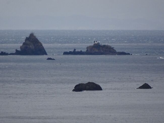 　１月の雨の伊豆半島は空いているので土日を使って家内と温泉民宿１泊ドライブ旅行に行ってきました。２日間ともに雨降りとなり、傘が壊れるほどの突風にも見舞われました。どこの観光名所も客はほぼゼロに近かったです。しかし、大好きな伊豆半島ですので楽しんできました。東京を朝６時に出発し、東名高速に乗りました。朝食は足柄ＳＡでとりました。足柄ＳＡはコンビニが入っているので便利です。晴れていると目の前に富士山が大きく見えて気分爽快となります。新東名高速に入り長泉沼津ＩＣで下車し伊豆中央道経由で136号をどんどん南下し「浄蓮の滝」へ到着。滝のそばへ行こうとしましたが雨が強くなってきたので途中で断念。遠方から見下ろすだけとなりました。客は我々の他に１組だけでした。さらに南下し「道の駅 天城越え」へ。この敷地内にある「昭和の森会館」という建物の中には「伊豆半島ジオサイト紹介コーナー」「森の情報館」「伊豆近代文学博物館」等がありました。解説を読みながら回るとなかなか博学になります。ここで雨はかなり強くなりました。次は、河津七滝へ行きました。ループ橋を下って横道に入ると駐車場があります。傘をさして河津七滝の「大滝」へ行きました。大滝へは天城荘という旅館の脇を通って階段を下って行きます。滝の淵には露天風呂がいくつかありますが、下り坂の途中に料金所があり有料となっています。雨降る１月の寒さにもかかわらず入浴者がいました。七滝の残り６か所については今回は雨のため見物を見送ることにしました。車に戻り河津海岸に出て南下することにしました。途中にバガテル公園がありましたが休園となっていました。時間的に昼でしたので下田「とんえび」でランチにすることにしました。ネットでダウンロードしたサービス券を持っていくと大海老フライが１本110円でトッピングできます。メニューはいろいろありますが、揚げ物がメインですので大量には食べられず残念です。お腹がいっぱいになったところで田牛の「龍宮窟」へ向かいました。500円の駐車場には車が１台もなく係員も不在でした。雨も強いので田牛の海岸の景色だけ眺めました。車を進めると広大な菜の花畑がありました。「元気な百姓達の菜の花畑」という名称らしいです。青野川に鯉名川が合流する場所にあります。青名川堤防には桜並木があり春には美しい花を見られることと思います。「南伊豆町湊の桜並木」という名称らしいです。次に石廊崎に行きました。数年前までは漁協の駐車場から20分ほど歩いて灯台へ行ったのですが、現在は「石廊崎オーシャンパーク」という施設を南伊豆町観光協会で整備し大きな駐車場があり、灯台まで５分ほどで行けるようになりました。この日は風雨が強かったので駐車場に客がおらず、係員の方からも「風が強いので周り返して帰っていただいて結構です。」という親切な案内をいただきました。また晴れの日に伺おうかと思います。海岸沿いを走って「ユウスゲ公園」に行きましたが、風雨が強くて丘には登れませんでした。隣接する「あいあい岬」の売店もシャッターが閉まっていました。雄大な海岸を左手に見下ろし「中木漁港」へ。海岸線の歩道を通っていると強風にあおられて傘が損壊しました。ただちに車を出発させて「入間港」へ。入間港は防波堤の効果により海岸に波はほとんどきていませんでした。客も人も誰もいません。次の海岸は「子浦港」です。誰もいません。静かな海でした。雲見海岸を見てから東洋のコートダジュールといわれる「岩地海岸」へ。正面の白崖が海にマッチして絶景でした。ここも誰もいませんでした。雨が強くなりましたので宿泊する石部温泉（いしぶ）の「大浜荘」へ。客は我々１組でした。温泉は濃厚で効能高いという感じです。塩分が強い温泉です。浜まで近いので傘をさして水たまりをかわして歩いていきました。コンパクトな浜でした。もちろん誰もいませんでした。夕食は豪華です。ご主人が刺し網漁で捕ってくる魚なので新鮮でおいしいです。ホウボウやメジナの刺身もありました。お腹がいっぱいになりました。エアコンにより部屋は冬でも快適でした。翌日は、おいしい朝食をいただき。９時前に大浜荘を出発しました。大浜荘のおかみさんがご推奨の松崎町にある「フランボワーズ」という洋菓子店に行きました。しかし、開店前でした。次回に伺います。仁科の「はんばた市場」に立ち寄りました。生きた魚が販売されており、アイスボックスを持ってくるべきだと思いました。雨が弱くなってきたので黄金崎へ行きました。いつものように雄大な地形がそびえたっており、馬の形をしていました。風がかなり強くなりましたので東京へ戻ることにしました。東名高速に乗り、途中の鮎沢PAで休憩し、昼には家に到着しました。走行距離は２日間で450㎞でした。次回は晴れていることを期待します。 