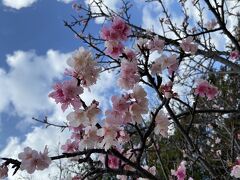 沖縄では桜が咲いていました