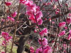 20210202-2 京都 梅小路公園には、思ってたより梅の花。見頃も近いかも。