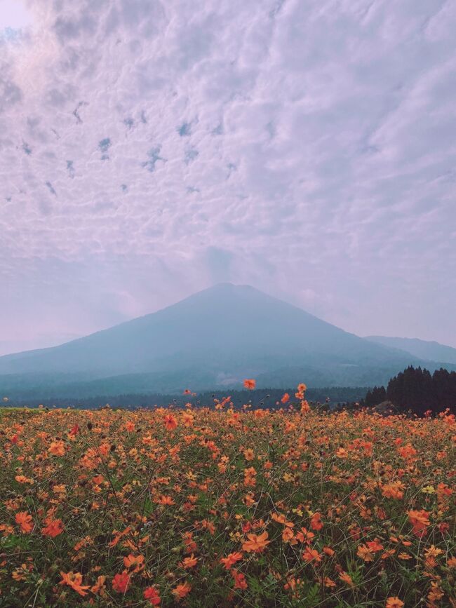 まとまった時間が出来たので、この期にGoToトラベルキャンペーンを使ってこれまで行ったことない都道府県を一気に回る計画を立てました。というわけで、今回白地図を埋めるのは九州。九州は過去3回訪れていますが福岡、長崎、佐賀しか上陸していないので残りを全て潰しに行きます。これを達成すると47都道府県で残るは秋田のみになります(旅行として訪れてないとか昔過ぎて旅行記が書けないとかで、4トラ的にはまだ埋まってない所もあります)。<br /><br />まとまった時間が出来たと言っても限りはあるので、大分、宮崎、熊本、鹿児島の4県を1週間で駆け抜けるという毎度の如く鬼スケジュールに。<br /><br />今回の九州旅の計画を立てていた際、目に留まったのが「宮崎県小林の生駒高原にあるコスモス畑」でした。見頃は10月中旬〜下旬、これ、ギリギリ行けるんじゃ?と思ったので小林に滞在することにしました。しかしホームページで開花情報見ているとだんだん下火になっていく…でもまあ、この時期にここに来るって今後あるかもわからないから、行っておこう。<br /><br />生駒高原、小林駅からバスで行けるらしいのですがメインの路線バスが運休中らしく、現在は小林市コミュニティバス「おうらい」というのが週3回、1日往復3便ずつ出ているのみ。そのため小林滞在日が限られてしまい、おのずと前後の予定も限定されてしまいました。<br /><br />今回の旅はなるべくお得に移動するためにフリーパスなども調べていたのですが、意外と使えるものがありませんでした。唯一導入したのが、サンキューパスというバスのフリーパス。九州のバスや一部のフェリーが乗り放題になるチケットで、九州全土で使えるものや上半分、下半分だけ使えるものが出ています。移動手段を調べて、宮崎県滞在の3日間がバス移動が多く元が取れそうだったので、この3日間で南九州3日間8000円のチケットを使用。ウェブチケットを運転手に見せれば乗れるのですが、このチケット画面の出し方がちょっとわかりづらいのと、時間が経つとログアウトしちゃうのでその都度読み込むのに時間がかかるのが難点。<br /><br />今回の旅程<br />10月24日 自宅→成田<br />10月25日 成田→福岡→熊本→阿蘇<br />10月26日 阿蘇→熊本→鹿児島<br />10月27日 鹿児島→桜島→鹿児島→小林<br />10月28日 小林 ★いまここ →宮崎<br />10月29日 宮崎→日南→宮崎→延岡<br />10月30日 延岡→高千穂峡→延岡→別府<br />10月31日 別府→福岡→成田<br />11月1日 成田→新宿→自宅
