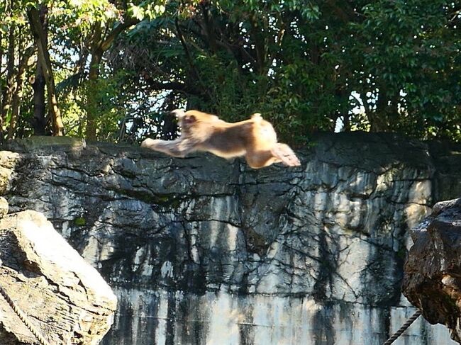 オジサンひとり 平日の動物園に行く よこはま動物園ズーラシア 戸塚 いずみ野 港南台 神奈川県 の旅行記 ブログ By 琉球熱さん フォートラベル