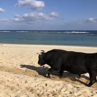 JALパックで徳之島週末旅行