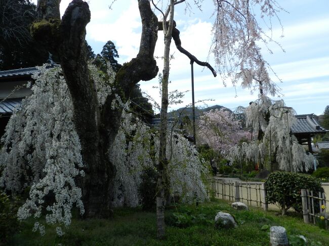 2019年の4月の中旬、どこかに遅咲きの桜はないかと探していると、奈良県宇陀市にある『大野寺』で枝垂れ桜が満開との情報があり、ならばwifeの父と妹も誘って日帰りドライブに出かようということになりました。<br />帰りに立ち寄った榛原の『宇陀川桜並木』も併せてご紹介します。
