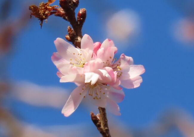 2月4日、午後1時半ごろにふじみ野市にある亀久保西公園に行き冬桜を見ました。　この日は暖かいと思っていましたが風が強く、公園に着いたころは寒く感じました。　後で分かったのですが、今年の春一番の南風が吹いたとのことでした。このために撮影中、強風にあおられて撮影がしにくかったです。　それでも辛抱して美しい冬桜を撮影できました。<br /><br /><br /><br />*写真は美しかった冬桜