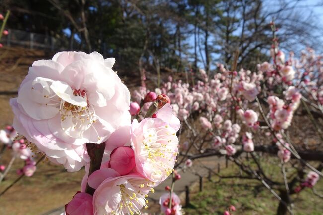 大倉山公園梅林は、新型コロナウィルスの影響で、今年の「観梅会」は中止された。<br />大倉山公園梅林には、46種類、約220本の梅がある。<br />まだ見ごろには早いが、そろそろ梅の便りが聞こえてきて、早咲きの梅を見に訪れた。<br />全体では2，3割の梅が咲きだしたが、早咲きの梅はそれなりに鑑賞できた。<br /><br />過去の大倉山梅林の旅行記は旅行記グループ「大倉山公園梅林」を見てください。<br /><br />掲載した梅は11種。<br />八重野梅、野梅、八重寒紅、紅千鳥、冬至梅、田子の浦、八重旭、唐梅、玉垣、白滝枝垂、玉牡丹