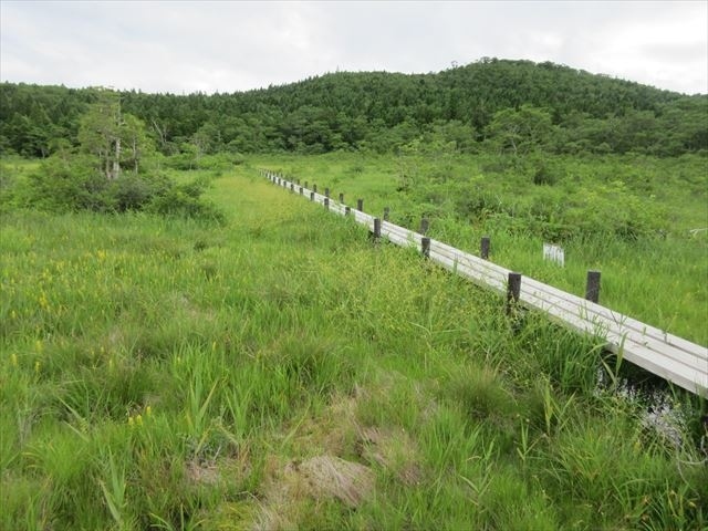 7月下旬の日曜日は，栗原市の世界谷地原生花園へ．ここから栗駒山へ登ることも出来ますが，距離がかなり長くなります．花の名所ですが，流石に7月下旬ともなると，主立った花は既に終りで，もう少し早く来れればと後悔しました．世界谷地を訪れたあとは，岩魚の館で昼食．その後，荒砥沢ダム経由で愛藍人・文字等を訪れました．