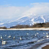 2021年栃木県にも緊急事態宣言が出ていますが、雪の中猪苗代湖の白鳥に会いに行きました。