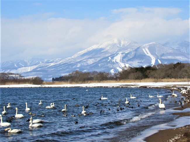 2021年栃木県にも緊急事態宣言が出ていますが、雪の中猪苗代湖の白鳥に会いに行きました。