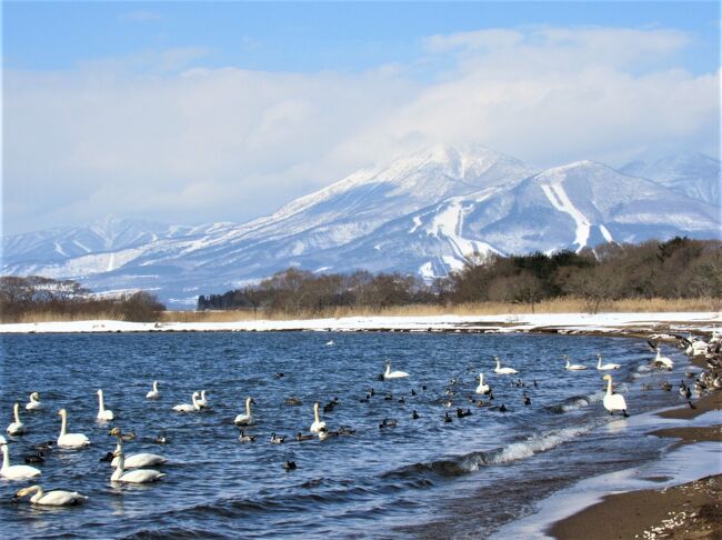 栃木県にも1月7日より緊急事態宣言が出ているので、1月はずっと大人しく過ごしておりました。<br />予定では2月7日が解除の予定でした!(過去形ですね)<br />那須塩原市内の感染者も、ここ数日は報告がありませんでした。<br />1000円で受けられる、市民対象のPCR検査の効果が出たのでしょうか?<br />さすが!みちたろう市長!いいね!<br />感染者情報も(みるメールというメールで市民へ連絡が来ます。)<br />それでそろそろ良いかな?と思っていました。<br />*実はその気持ちの緩みがこわい?<br /><br />しかし栃木県独自の緊急事態宣言が、2週間延期になってしまいました。<br />えっ!うそ~<br />友人や職場に動揺が走りました。<br />でも今は我慢よね!!とお互いをけん制しあっていました。<br /><br />でも週末は暖かくて、快晴ですよ?(悪魔がささやきます)<br />猪苗代湖へ白鳥に会いに行きたいです。<br />自己判断ですが、雪で人も少ないだろうし?常に密にはならないようにしているし、マスクはするし(車の中に常にMとLの2箱を準備している)、消毒薬は常にバックの中に持参しているし!除菌シートだって常に車のなかだし!<br />飲み物もマイボトルだし!外食だってしていないし!(食糧は持参)<br />*沢山の言い訳を言っていますが、気をつけています。<br /><br />おそらく福島県は雪が多いだろうから、出歩く人も少ないのではないか?<br />密になる訳じゃないだろうし!<br />悪魔のささやきで?こっそりと出かけます。<br /><br />沢山の言い訳をしながら、でかけました。<br />福島県天栄村から猪苗代湖へ向かう途中から、除雪された雪が道路の両側におかれていました。予想通りの大雪でした。<br />久しぶりの雪道で、緊張もしました。<br />そのせいで車も人も、とても少なくて安心しました。<br />那須塩原市に工場があるブリヂストンのブリザックを、愛用しているので安心して運転できます。<br />*他のメーカーのタイヤを批判している訳ではなくて、栃木地元愛なのでご理解下さい。<br />