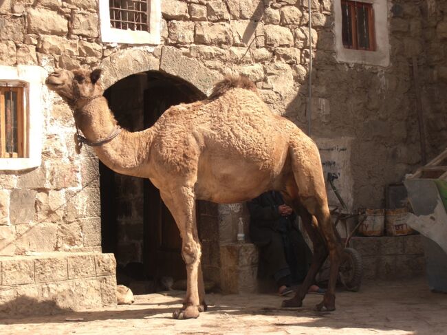 イエメン⑩　サナア、美しすぎる旧市街（イエメン旅行記最終回）