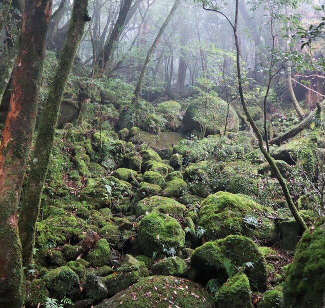 屋久島の旅2日目は、ゆうらんバスで観光しました。<br />