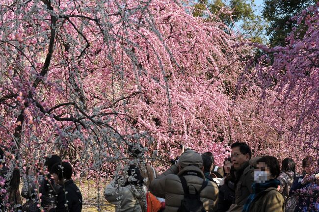 　少し前だが、観梅で京都市内を巡った。主なスケジュールは▽城南宮▽梅宮大社▽北野天満宮▽渉成園－など。合間に文子天満宮、市比賣神社、フルーツサンド、餃子の人気店に立ち寄った。桜の花見は花と飲食のイベント化しているが、梅は花そのものを愛でる本当の「花見」だ。特に城南宮の枝垂れ梅は素晴らしい。ここの密度を体感すると、他の名所でも空白が空いているように見えるから不思議だ。