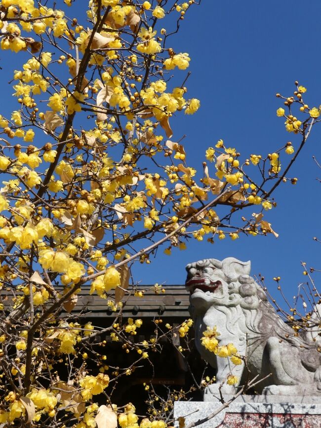 「雷電神社」のロウバイ_2021（2）_開花進み、見頃始まりました。（群馬県・板倉町）