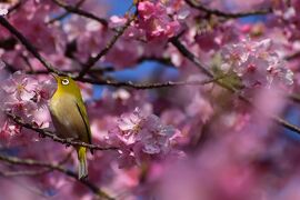 春を彩る花と鳥の競演♪♪