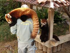 王子動物園　緊急事態宣言再発令の前に・・・王子ズーへ季節限定名物W看板レッサーパンダを見に行きました