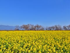 2021春の先取りのような守山の冬の湖岸の風物詩 冬に咲く（寒咲花菜）