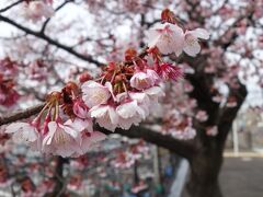 20210207-20210213 京都 梅が咲いたり、桜が咲いたり、暖かい日があったり