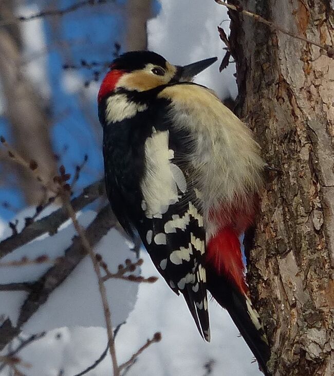 野鳥の色彩を楽しんでいます。