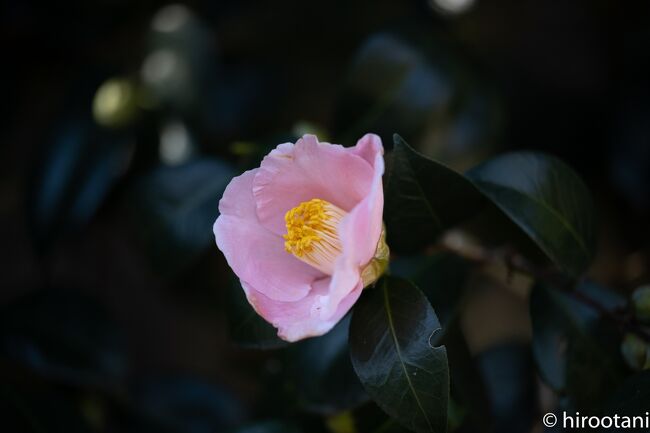 東山動植物園の春の兆し