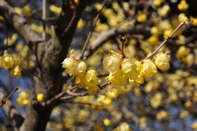 まだ春とは名のみですが、明るくなった日差しの下<br /><br />近くの公園でロウバイと梅が見頃と聞き、出かけてきました。