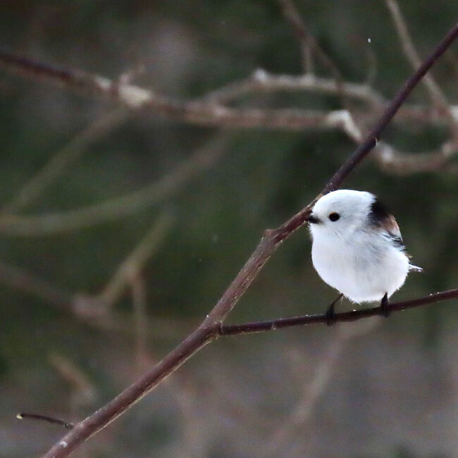 モフモフは正義 シマエナガちゃんを探しにいくよ 再び 苫小牧編 北海道の旅行記 ブログ By トゥーバーズさん フォートラベル モフモフは正義 シマエナガちゃんを探しにいくよ 再び 苫小牧編 北海道の旅行記 ブログ By トゥーバーズさん フォートラベル
