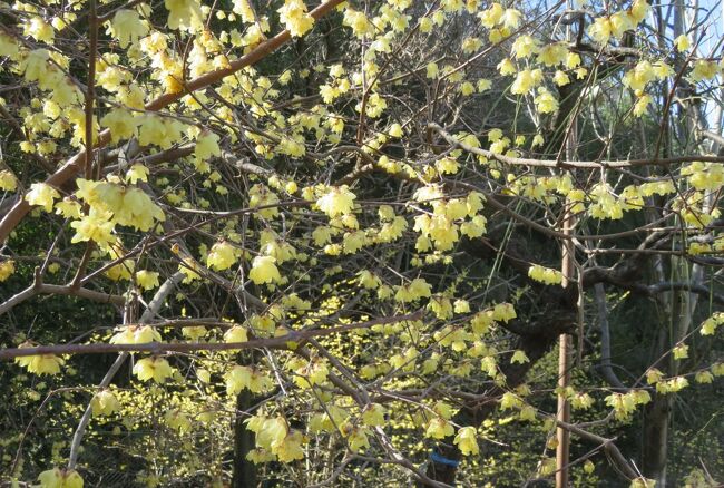 名古屋市農業センターの枝垂れ梅の紹介です。所々で、『花一輪』の光景を見かけましたが、『一分咲』までにも、もう少し時間がかかりそうでした。この時期の主役は、芳香を持つ『ソシンロウバイ』でした。