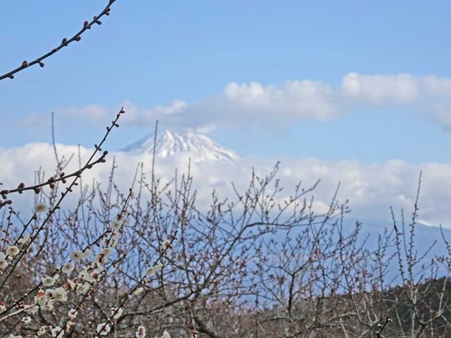 02月になりました。<br />そろそろ梅も咲き始めたでしょうか。<br />岩本山公園へ車で来ました。<br /><br />★富士市役所のHPです。<br />https://www.city.fuji.shizuoka.jp/