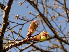 春間近！連日の陽気に桜も勘違い寸前！