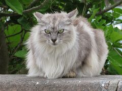 2度目の沖縄はまたしても雨まみれ-2（1/2）【北谷のビーチもにゃんこだらけ】